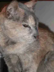 Myrtille, chatte orientale, décédée à l'âge de 20 ans