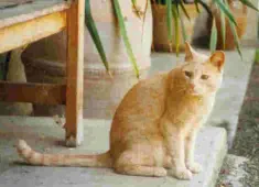 Caramel, oriental X européen, décédé à l'âge de 19 ans