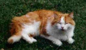 Chou, croisé persan, décédé à l'âge de 18 ans