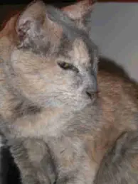 Myrtille, chatte orientale, décédée à l'âge de 20 ans