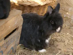Papillon