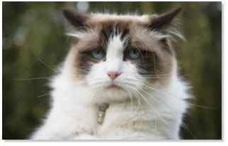 Tao Ragdoll décédé à 13 ans